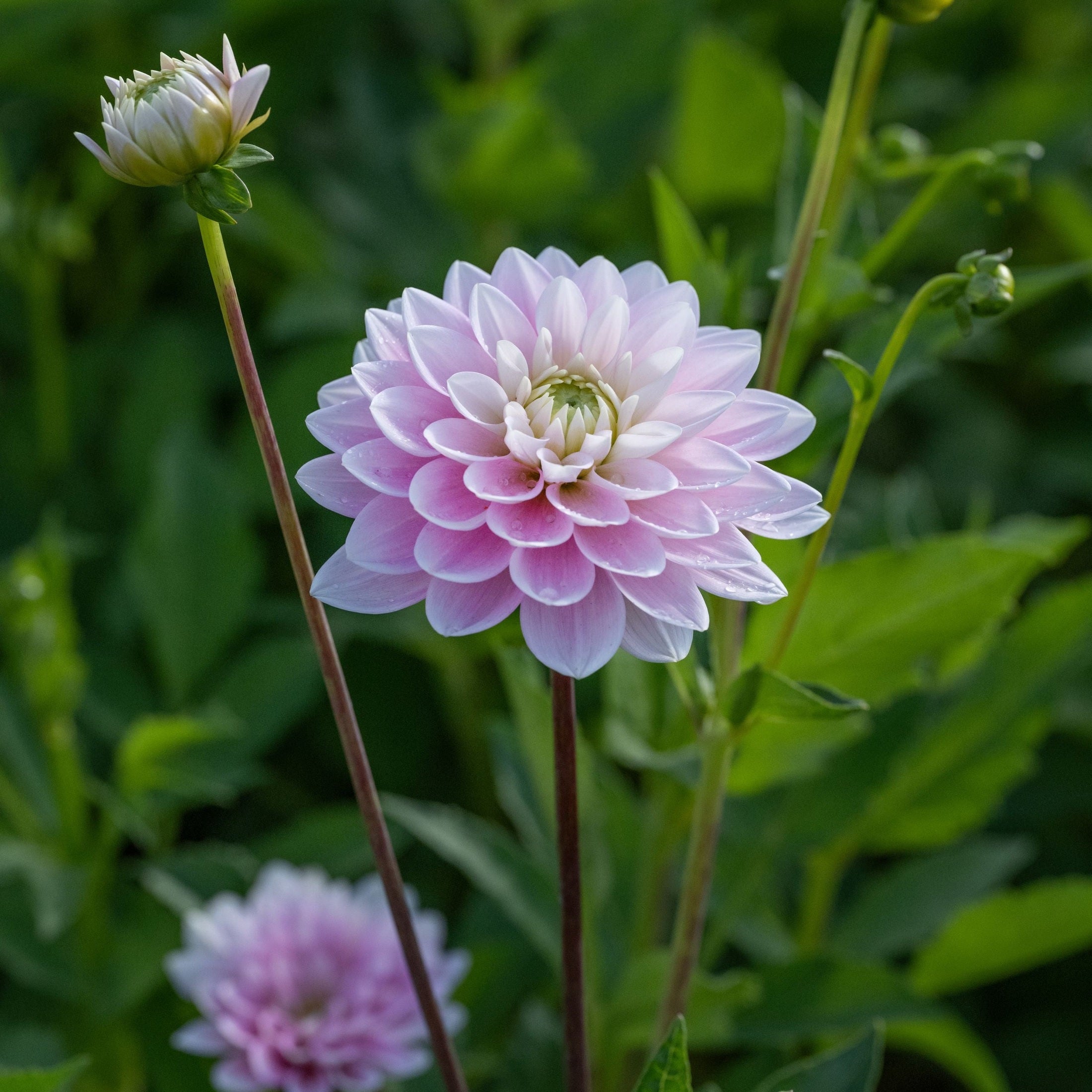 Dahlia Pink Delight Dekorativ 1-pack NYHET